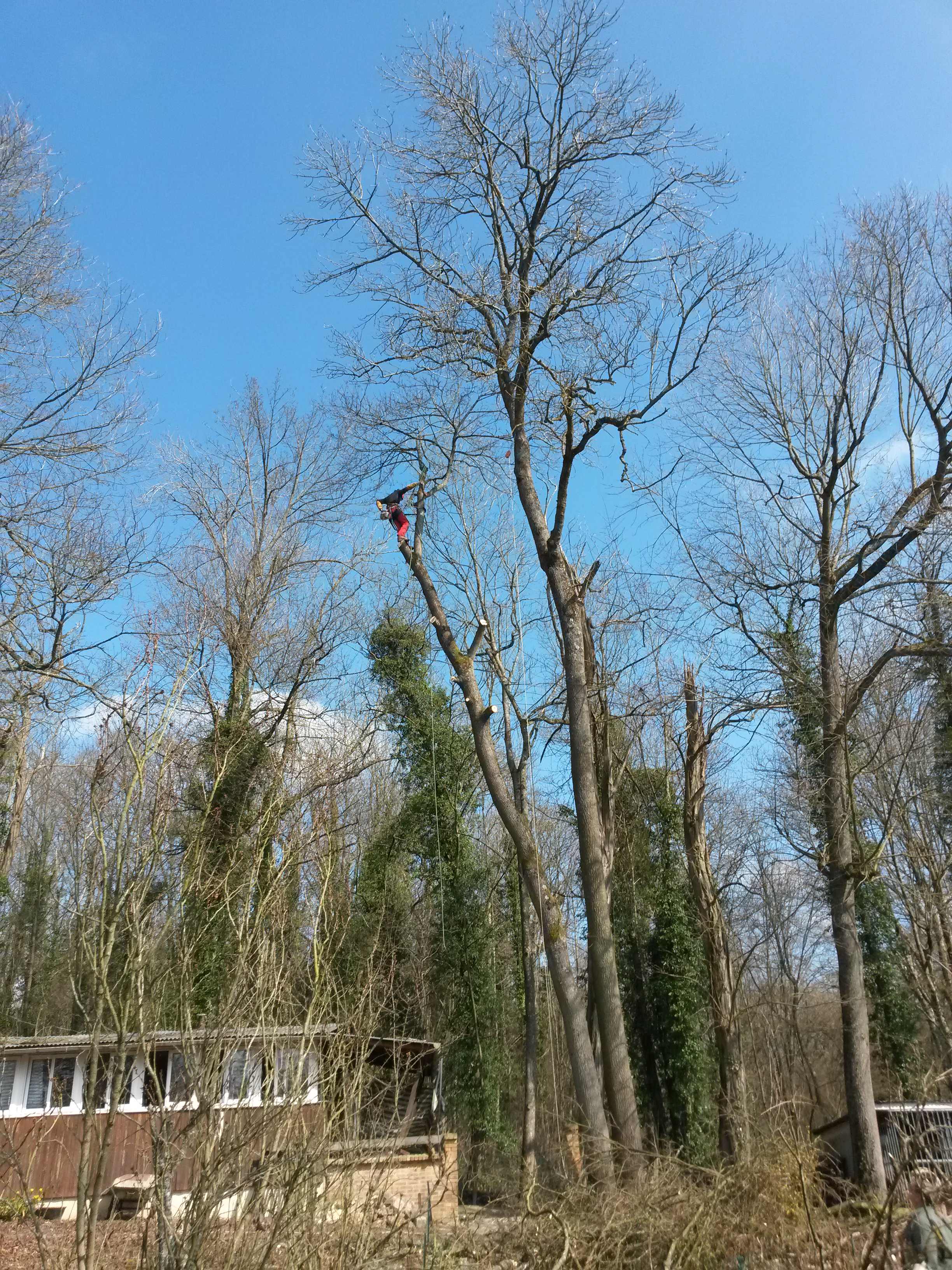 elagage abattage La Ferté sous Jouarre 77260